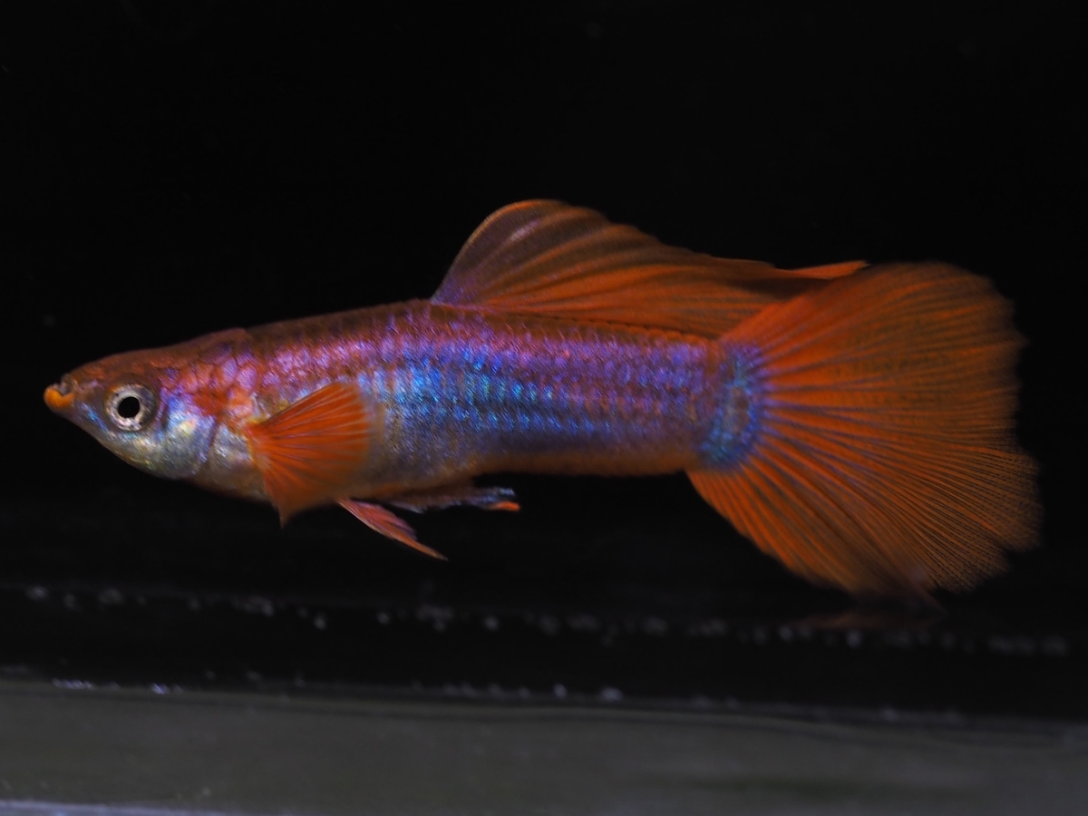 f:id:popopoppun:20210103175628j:plain