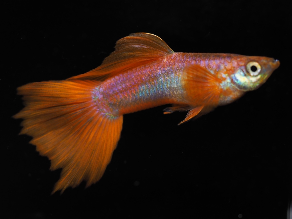 f:id:popopoppun:20210103175643j:plain