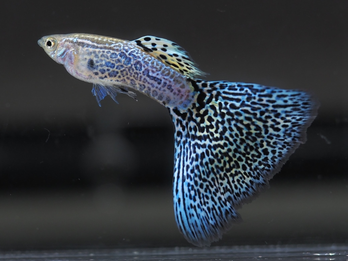 f:id:popopoppun:20210107230507j:plain