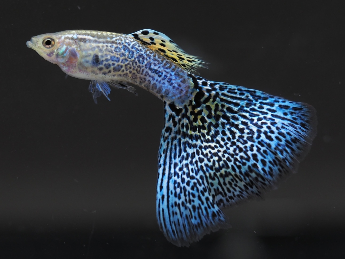 f:id:popopoppun:20210107230513j:plain