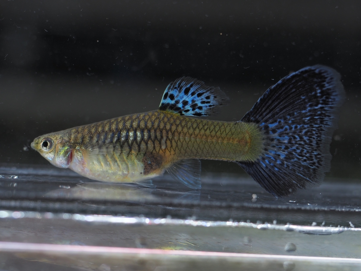 f:id:popopoppun:20210107230520j:plain