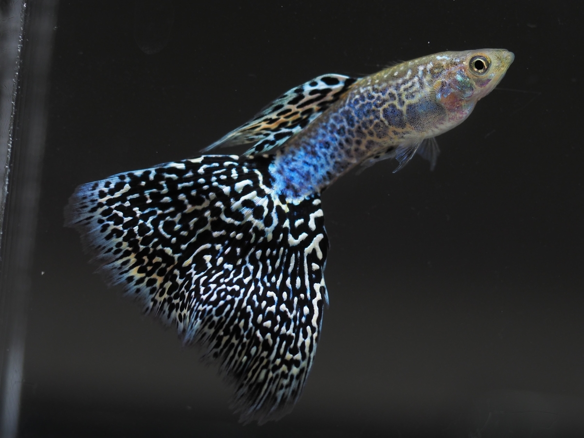 f:id:popopoppun:20210107233402j:plain