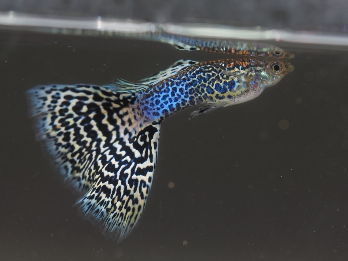 f:id:popopoppun:20210107233421j:plain