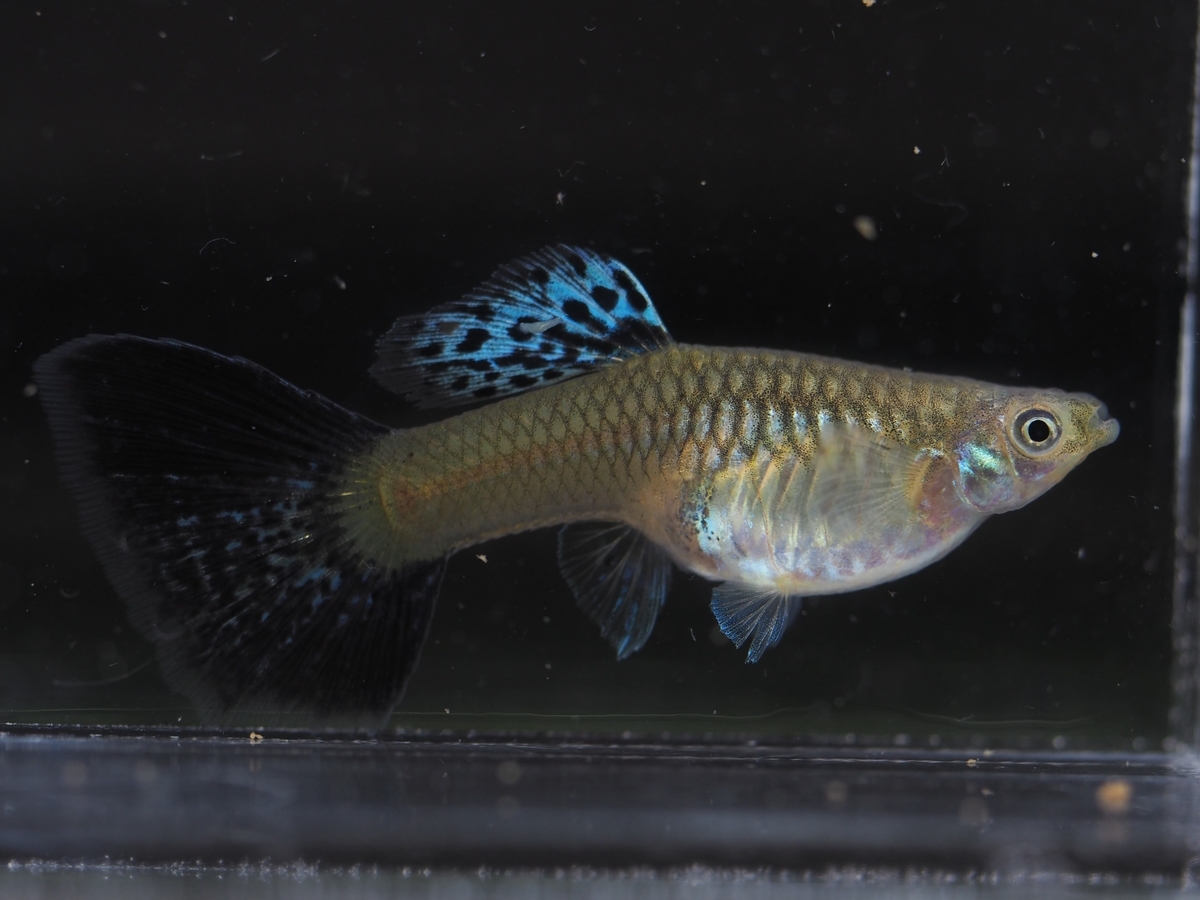 f:id:popopoppun:20210107233457j:plain