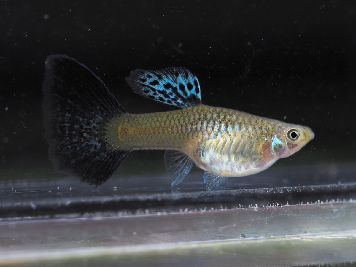 f:id:popopoppun:20210107233508j:plain