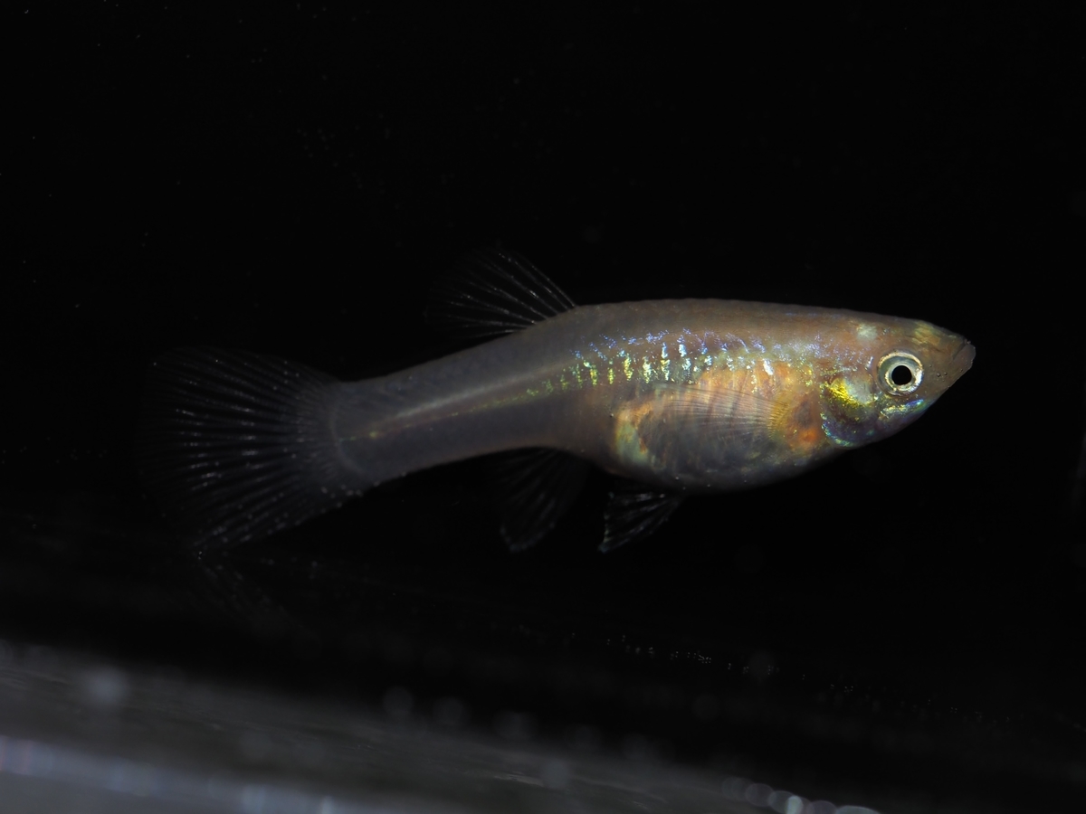 f:id:popopoppun:20210108104200j:plain