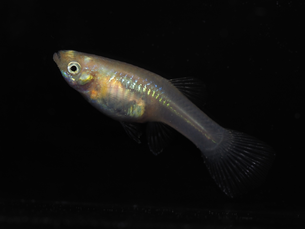 f:id:popopoppun:20210108104224j:plain