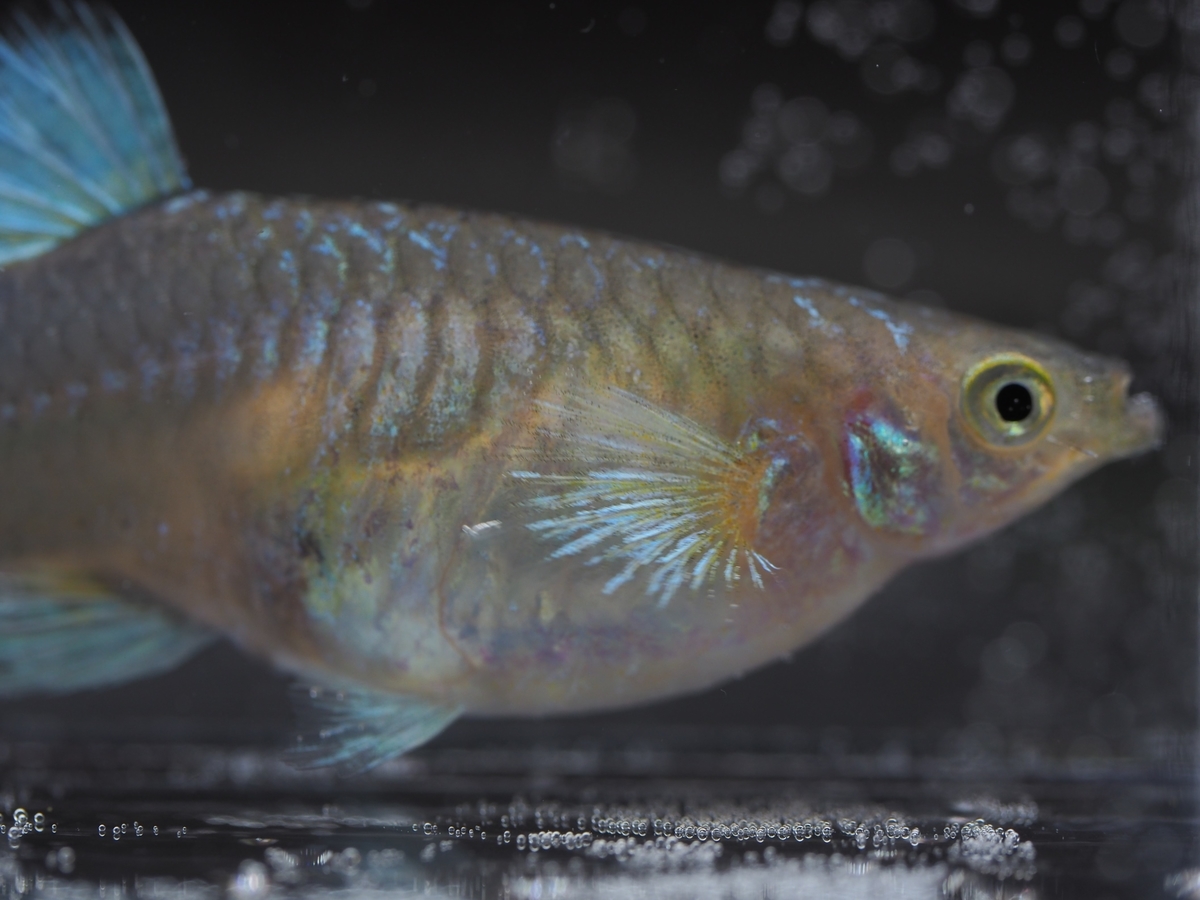 f:id:popopoppun:20210108110439j:plain