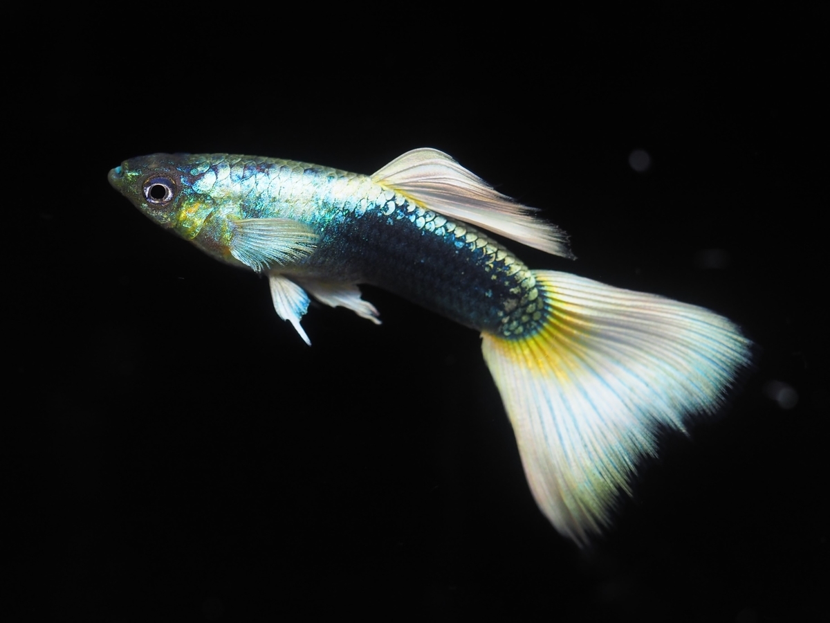 f:id:popopoppun:20210108110554j:plain