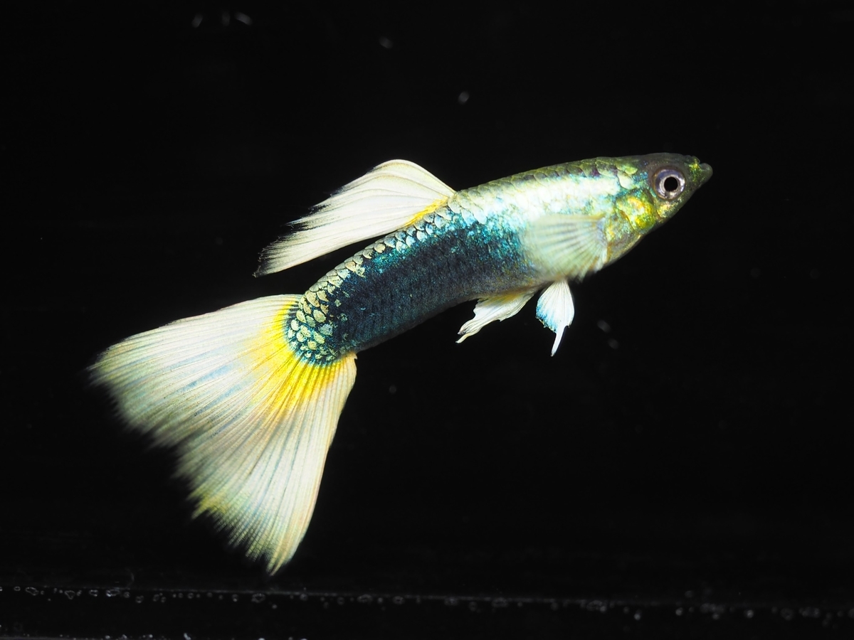 f:id:popopoppun:20210108110603j:plain