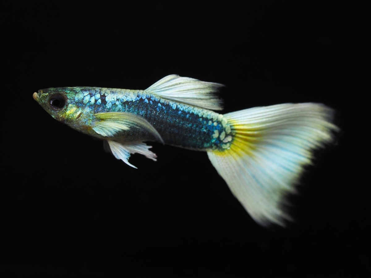 f:id:popopoppun:20210108110704j:plain