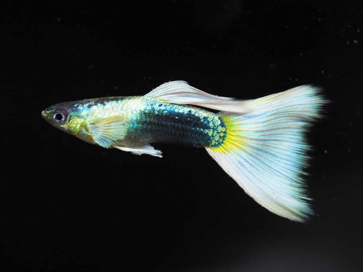 f:id:popopoppun:20210108110808j:plain