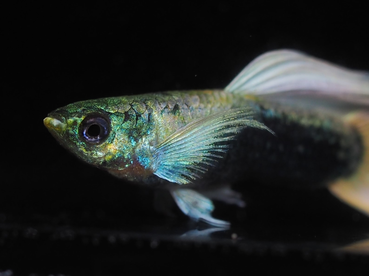 f:id:popopoppun:20210108110855j:plain