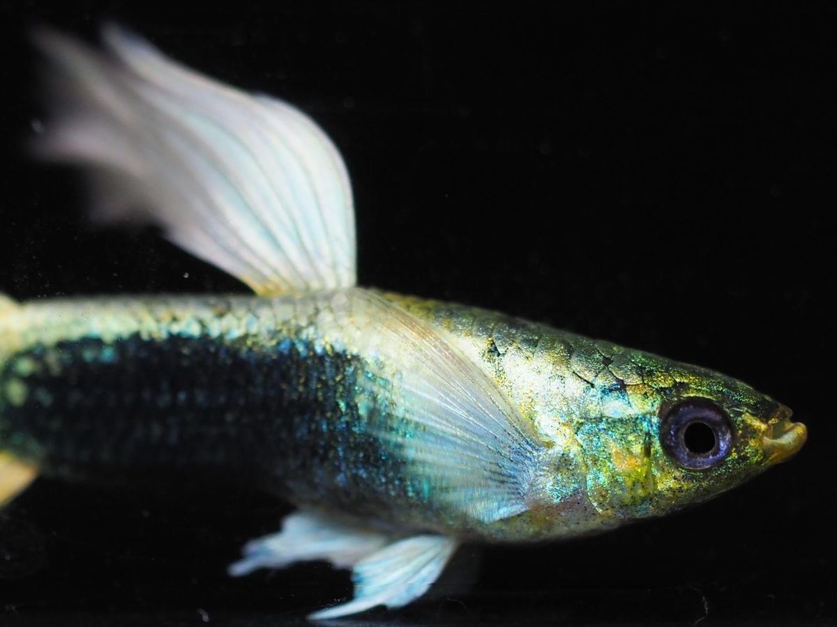 f:id:popopoppun:20210108110912j:plain