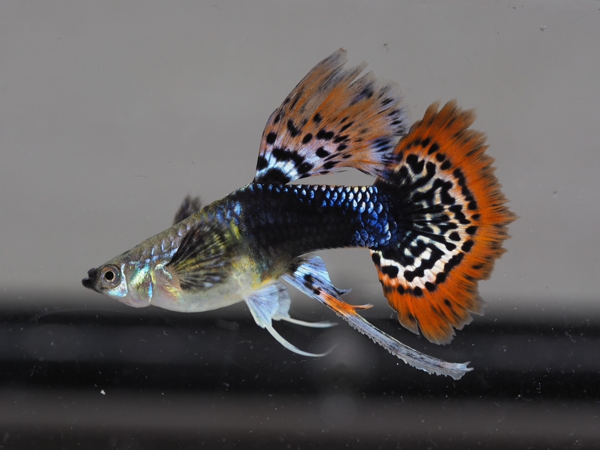 f:id:popopoppun:20210108111409j:plain