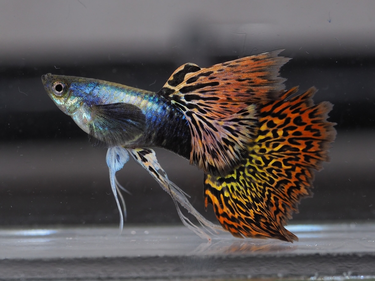 f:id:popopoppun:20210108111556j:plain