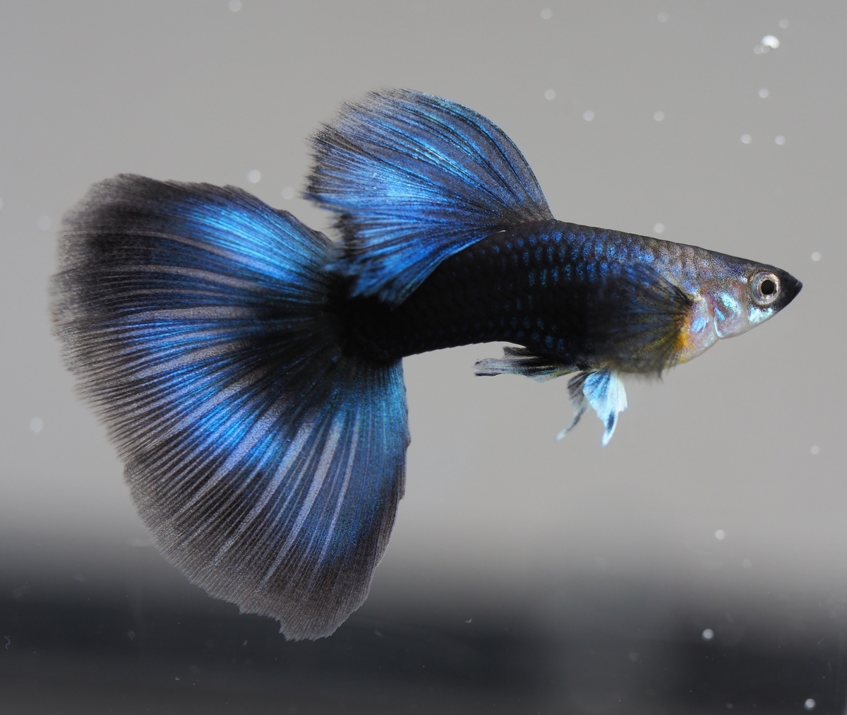 f:id:popopoppun:20210108113709j:plain