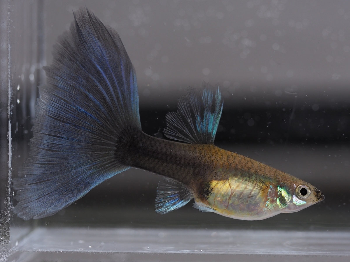 f:id:popopoppun:20210108113821j:plain