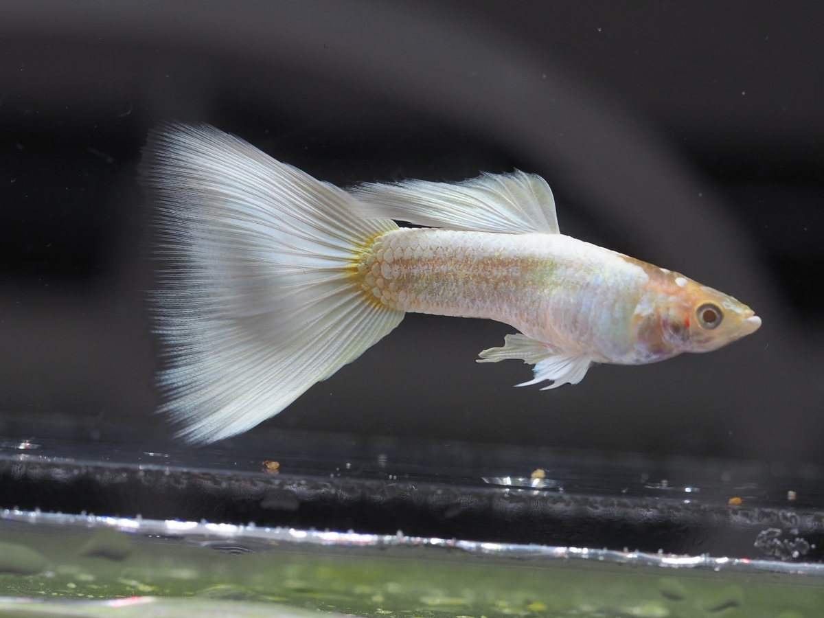 f:id:popopoppun:20210115110033j:plain