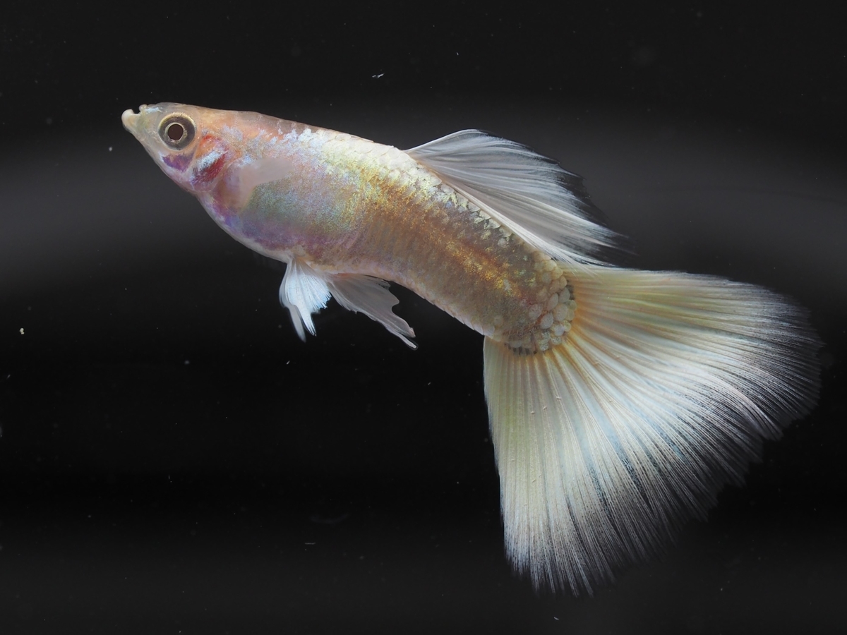 f:id:popopoppun:20210115110054j:plain