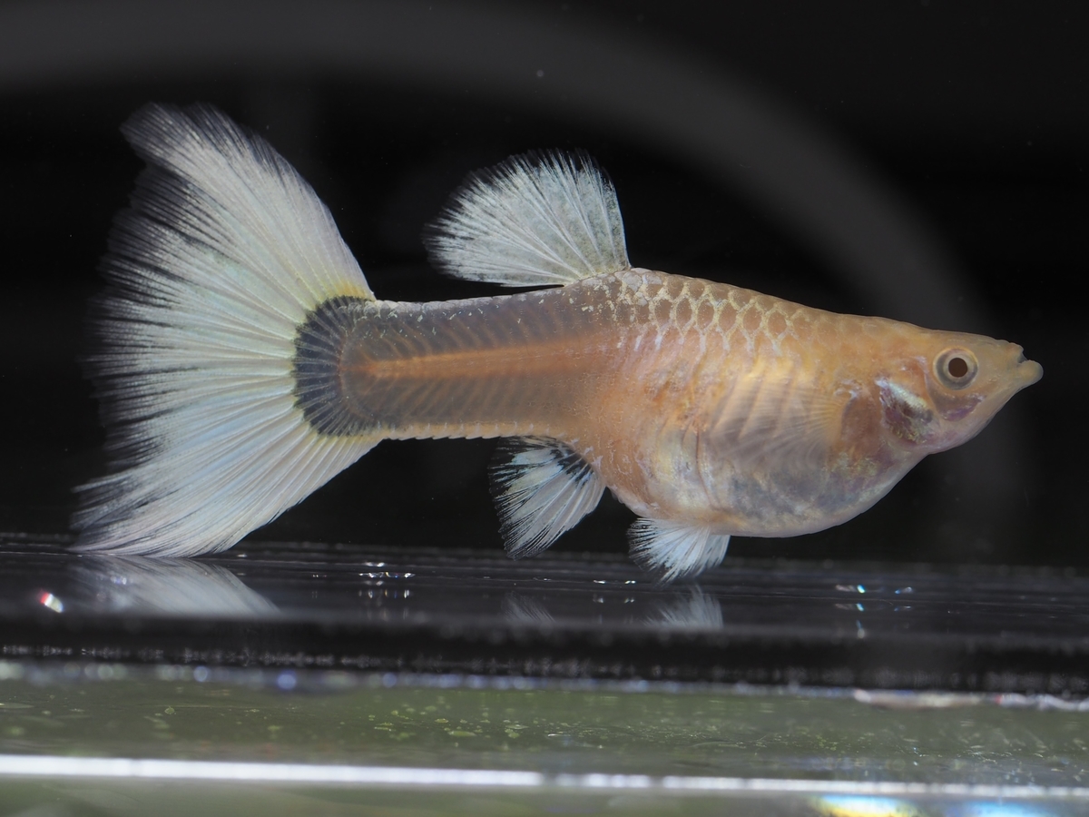 f:id:popopoppun:20210115110203j:plain