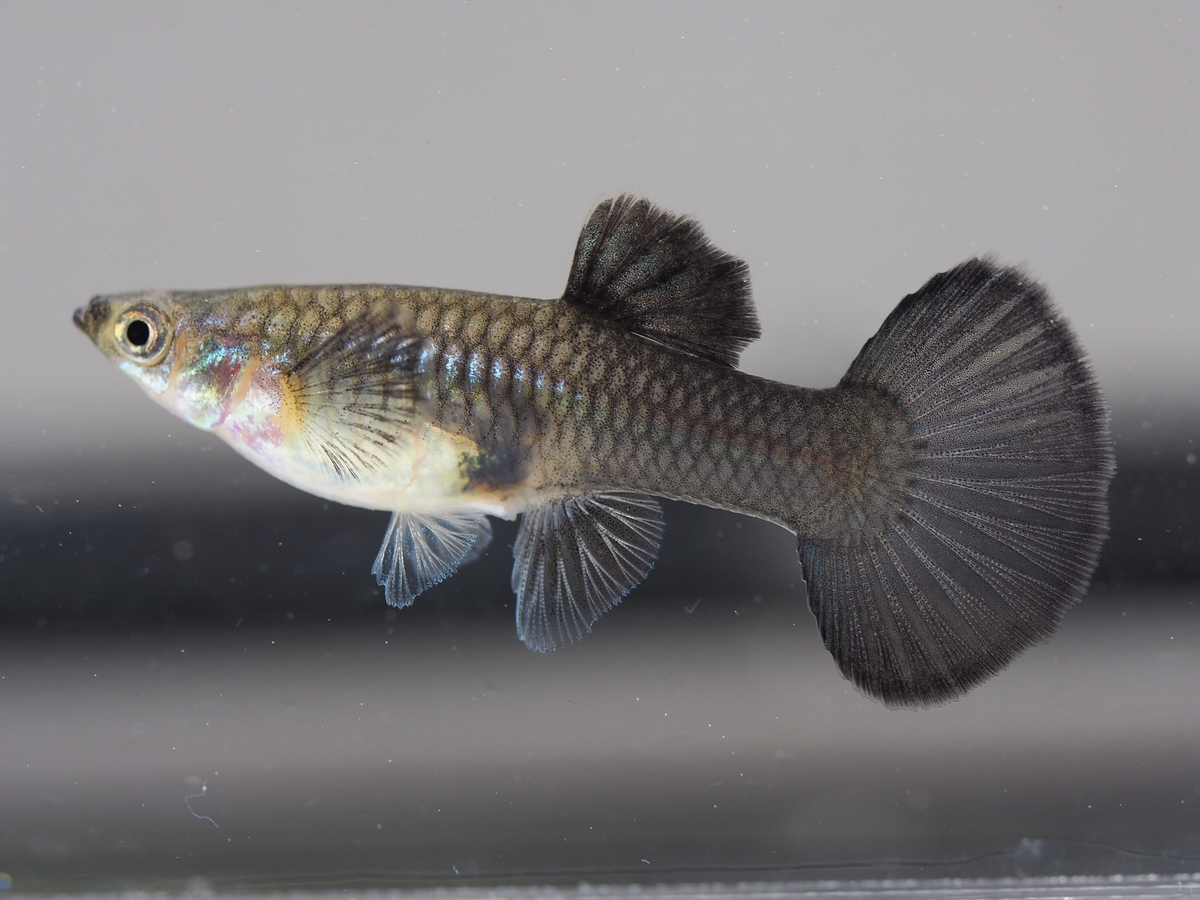 f:id:popopoppun:20210116145006j:plain