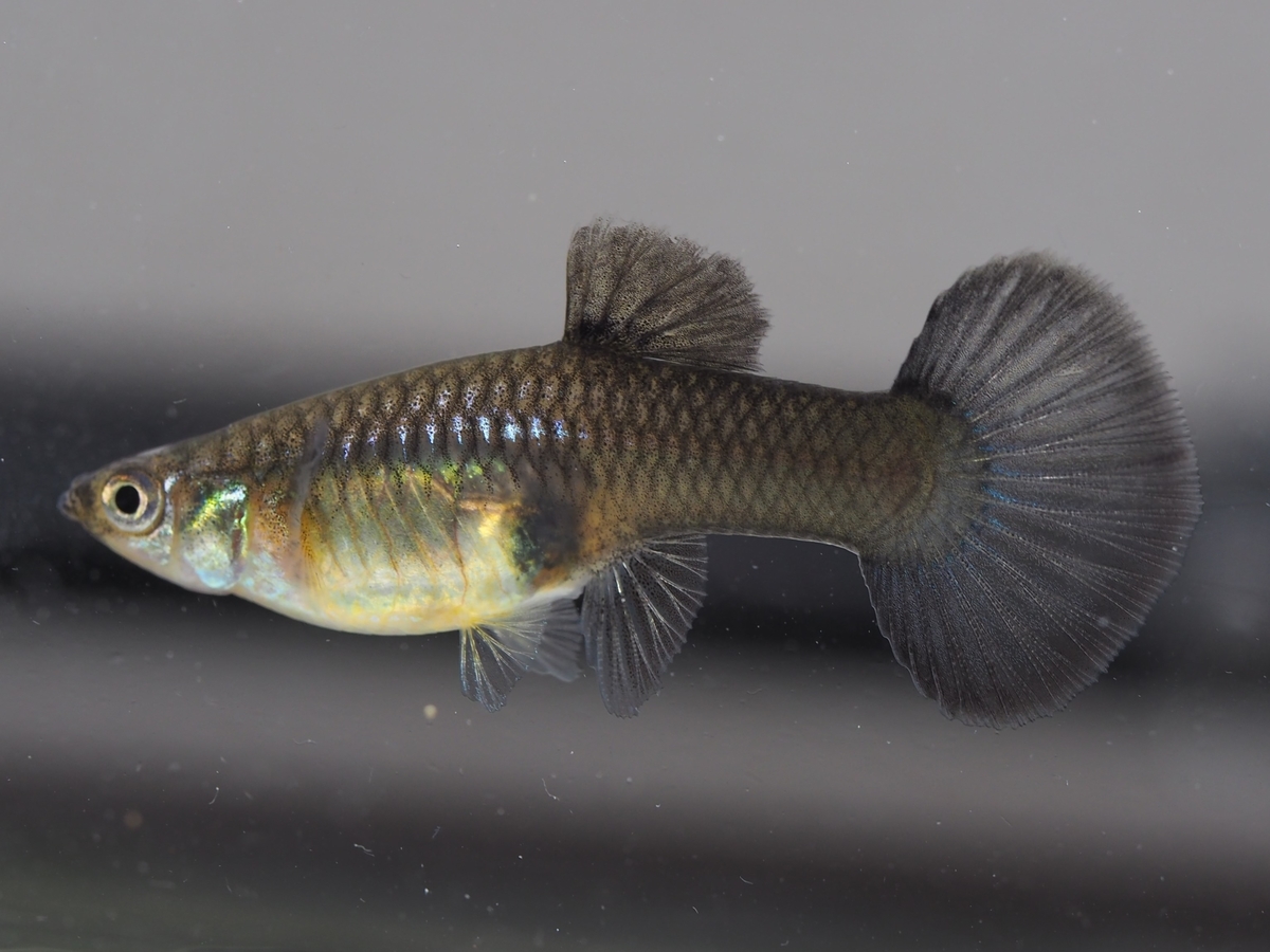 f:id:popopoppun:20210116145045j:plain