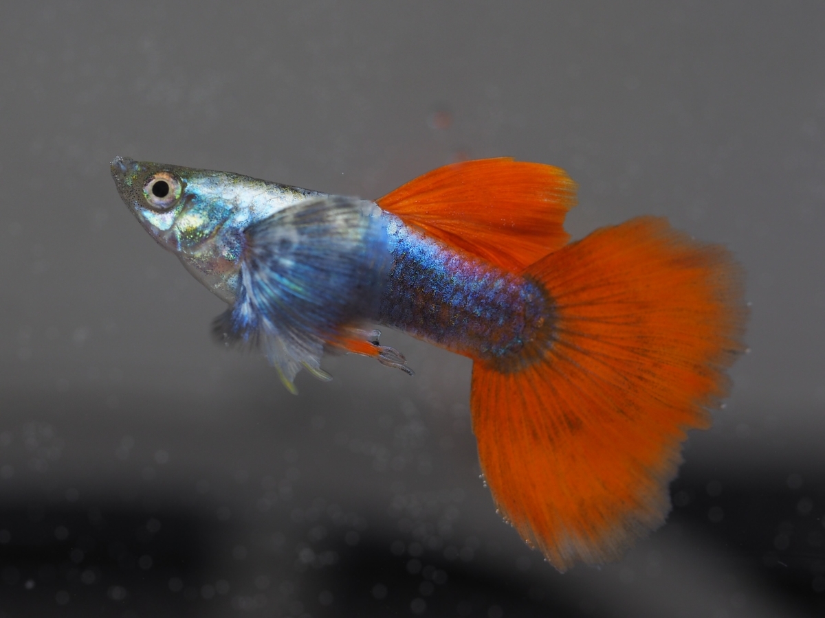 f:id:popopoppun:20210116145547j:plain