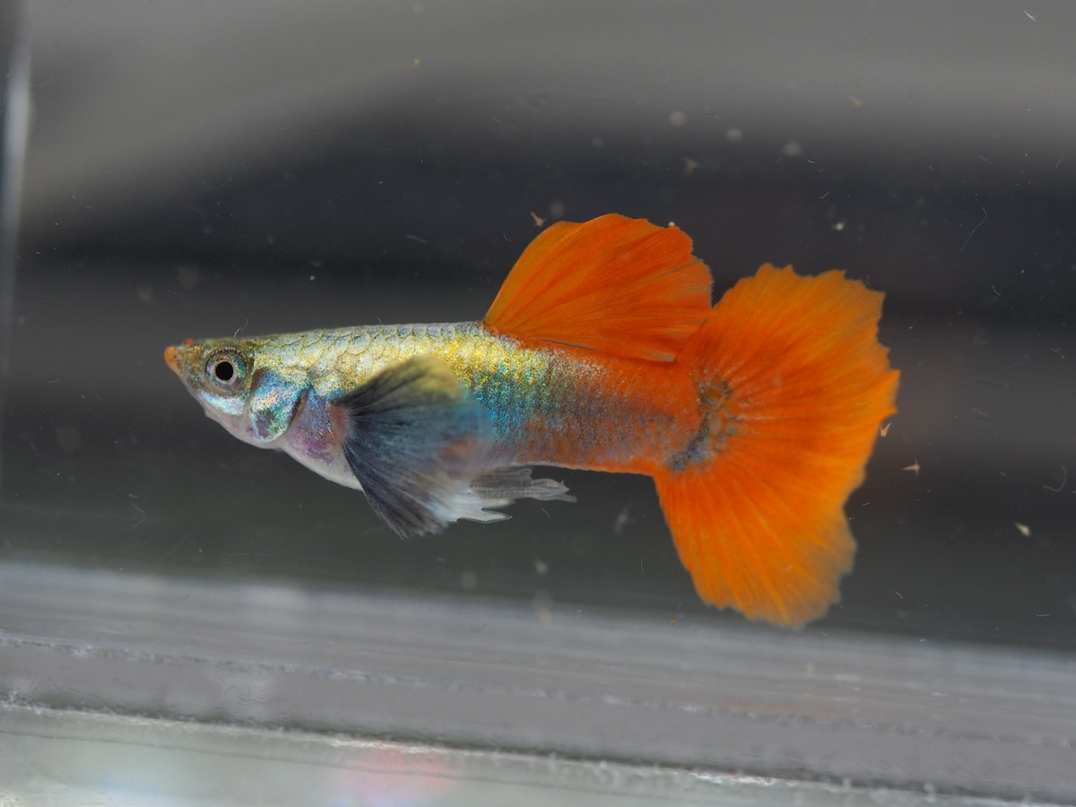 f:id:popopoppun:20210116145714j:plain