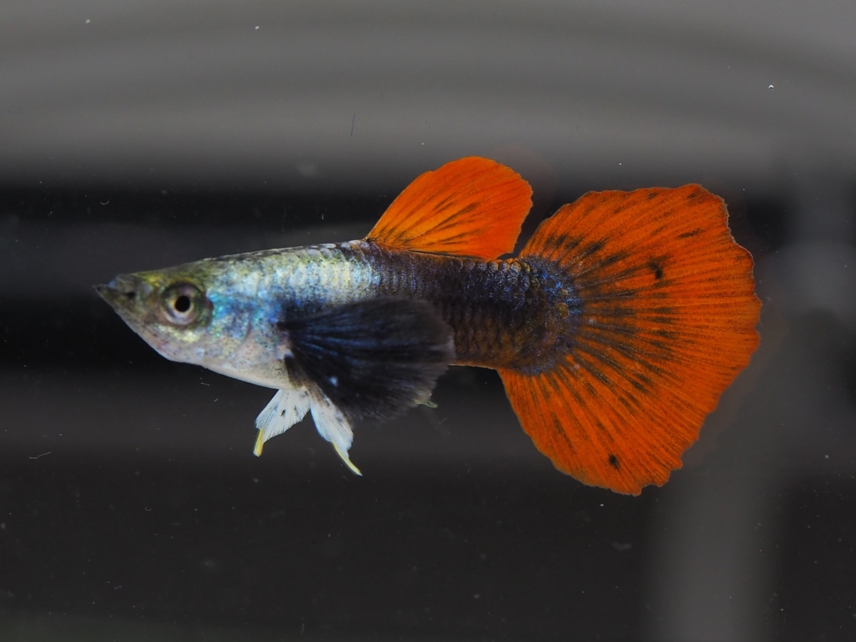 f:id:popopoppun:20210116145724j:plain