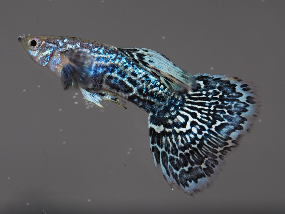 f:id:popopoppun:20210116152437j:plain