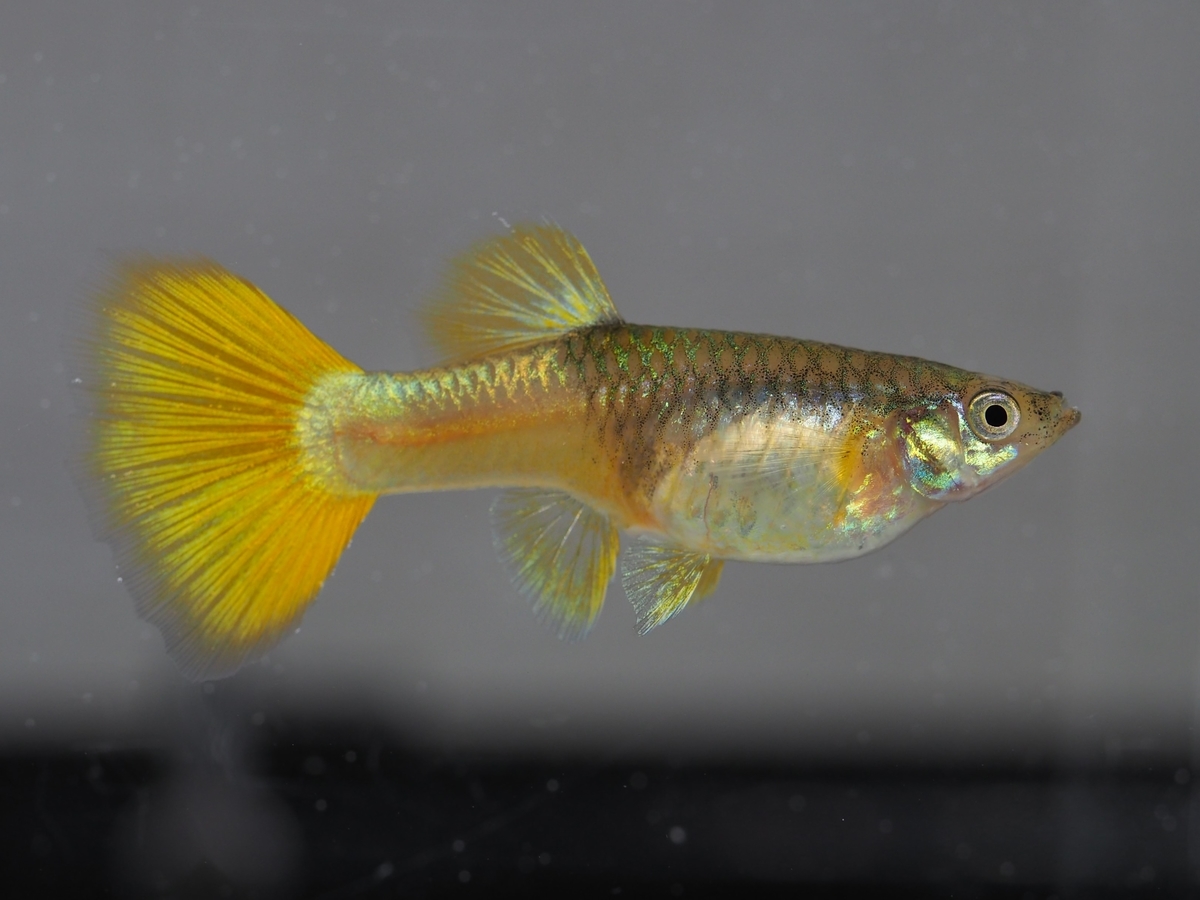 f:id:popopoppun:20210116152631j:plain