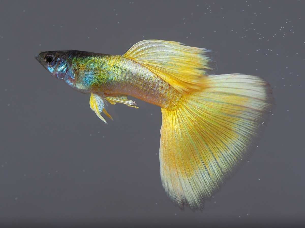 f:id:popopoppun:20210116152640j:plain