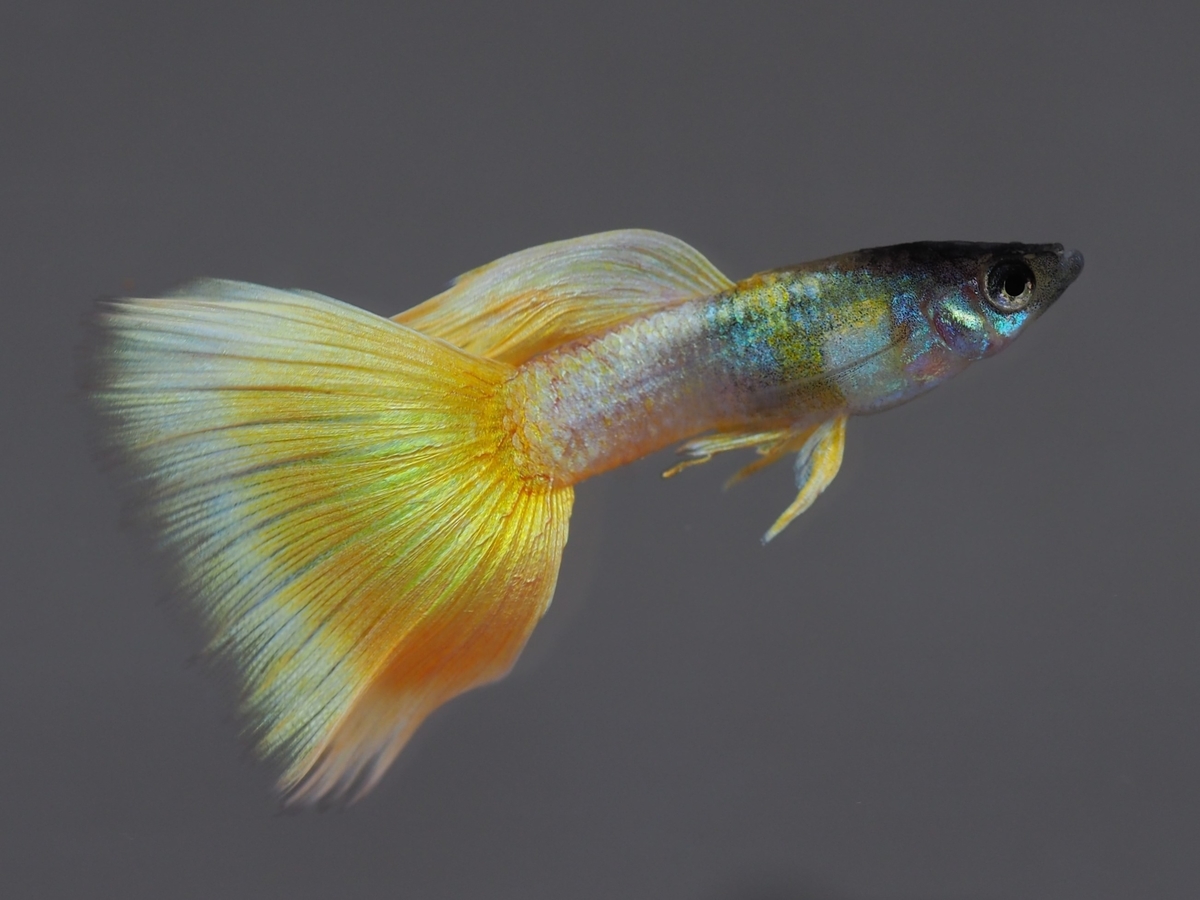 f:id:popopoppun:20210116152746j:plain