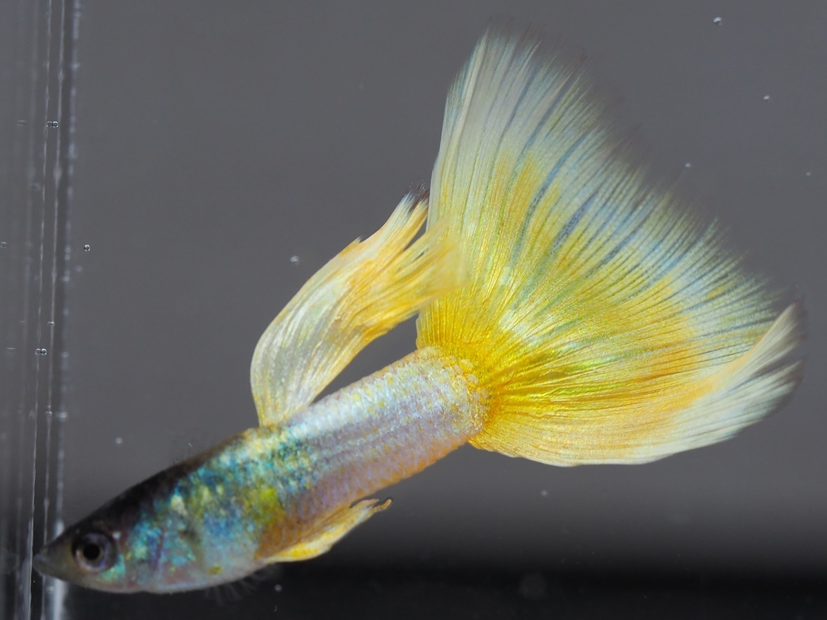 f:id:popopoppun:20210116152753j:plain