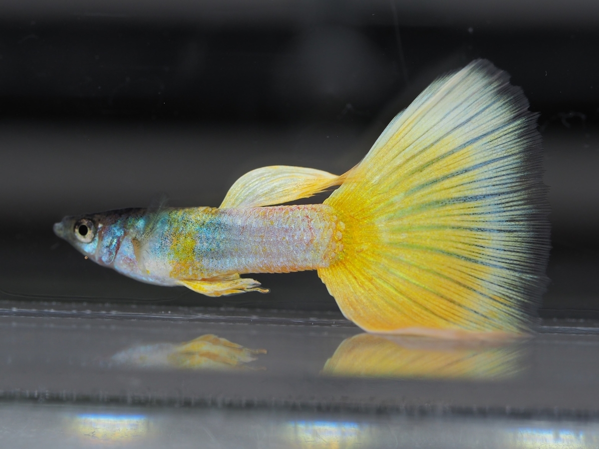 f:id:popopoppun:20210116152856j:plain