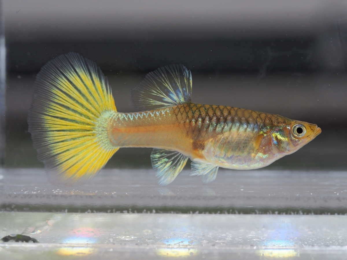 f:id:popopoppun:20210116152915j:plain