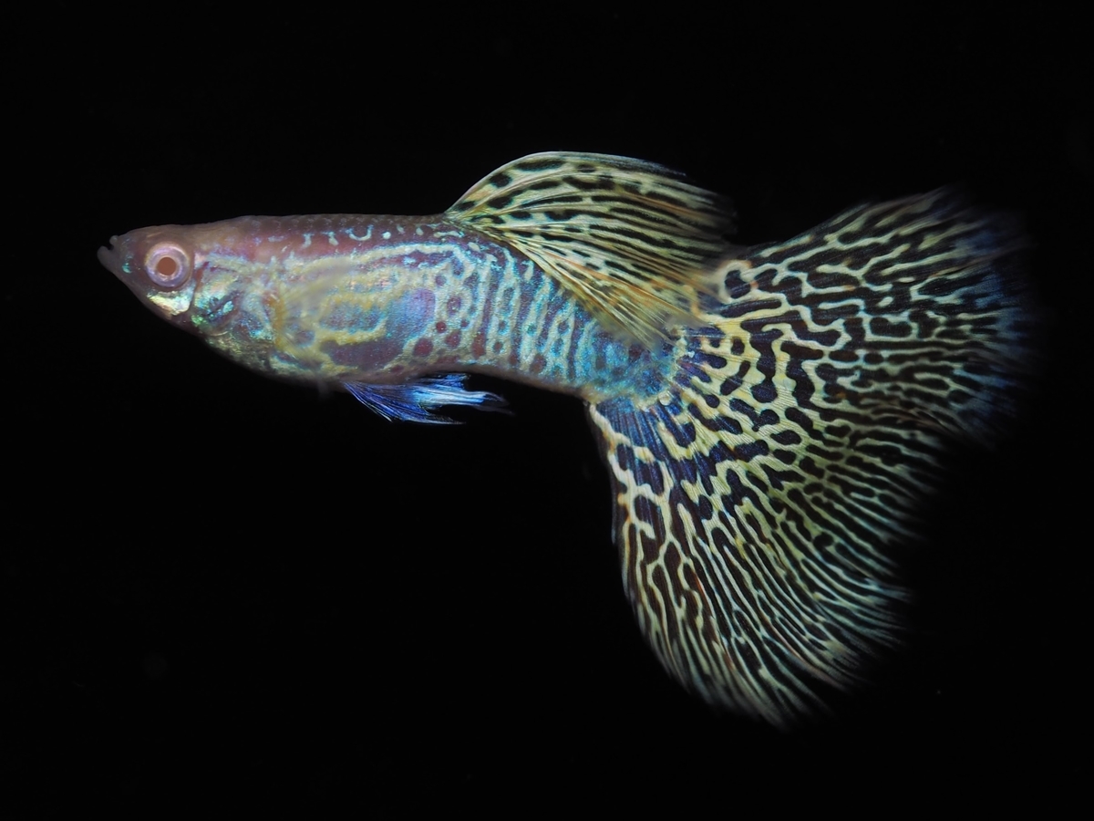 f:id:popopoppun:20210116153154j:plain