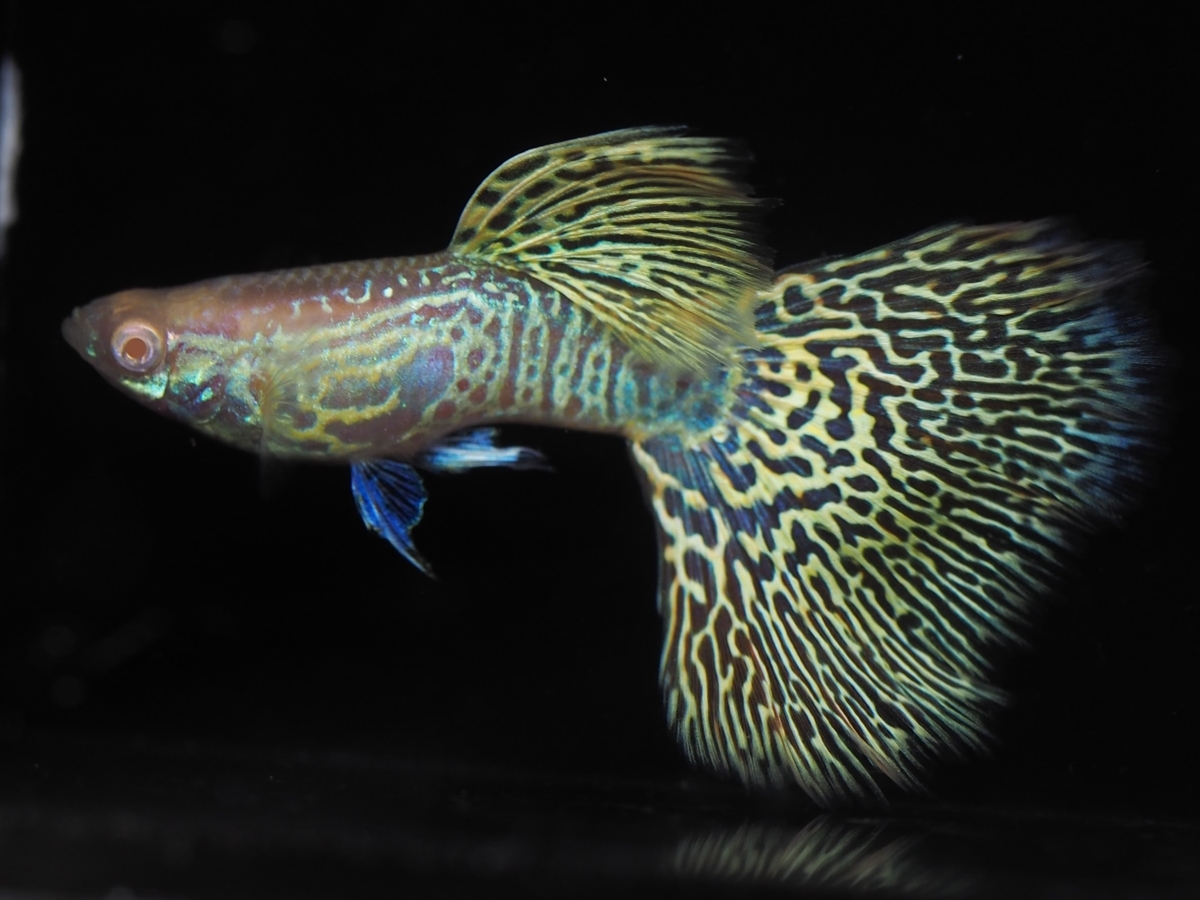 f:id:popopoppun:20210116153202j:plain