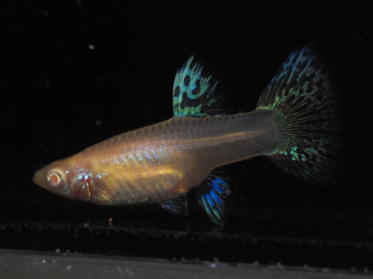 f:id:popopoppun:20210116153209j:plain