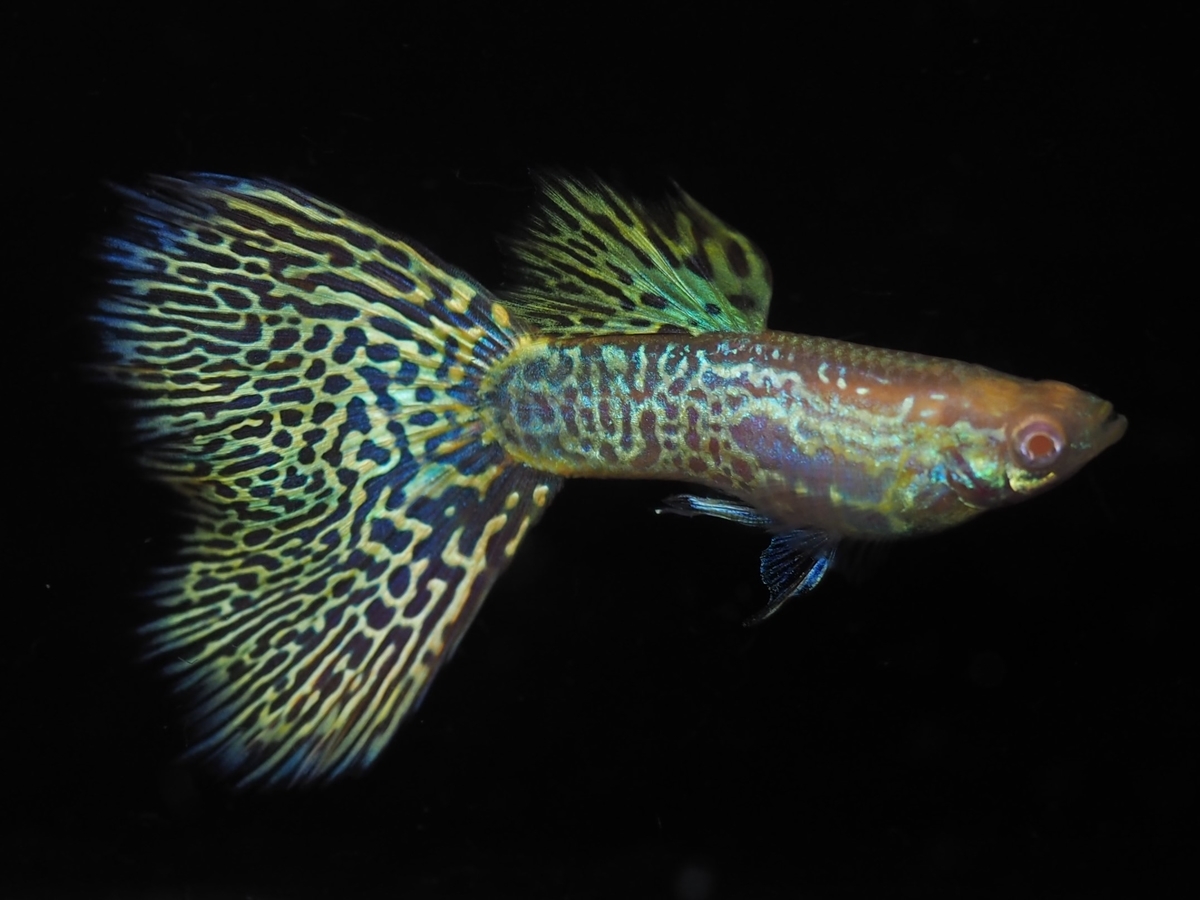 f:id:popopoppun:20210116153233j:plain