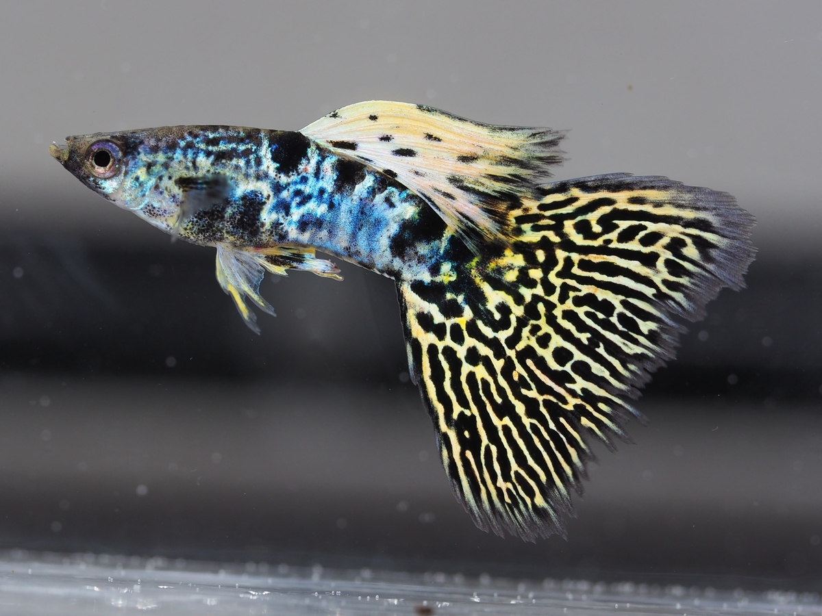 f:id:popopoppun:20210116160840j:plain