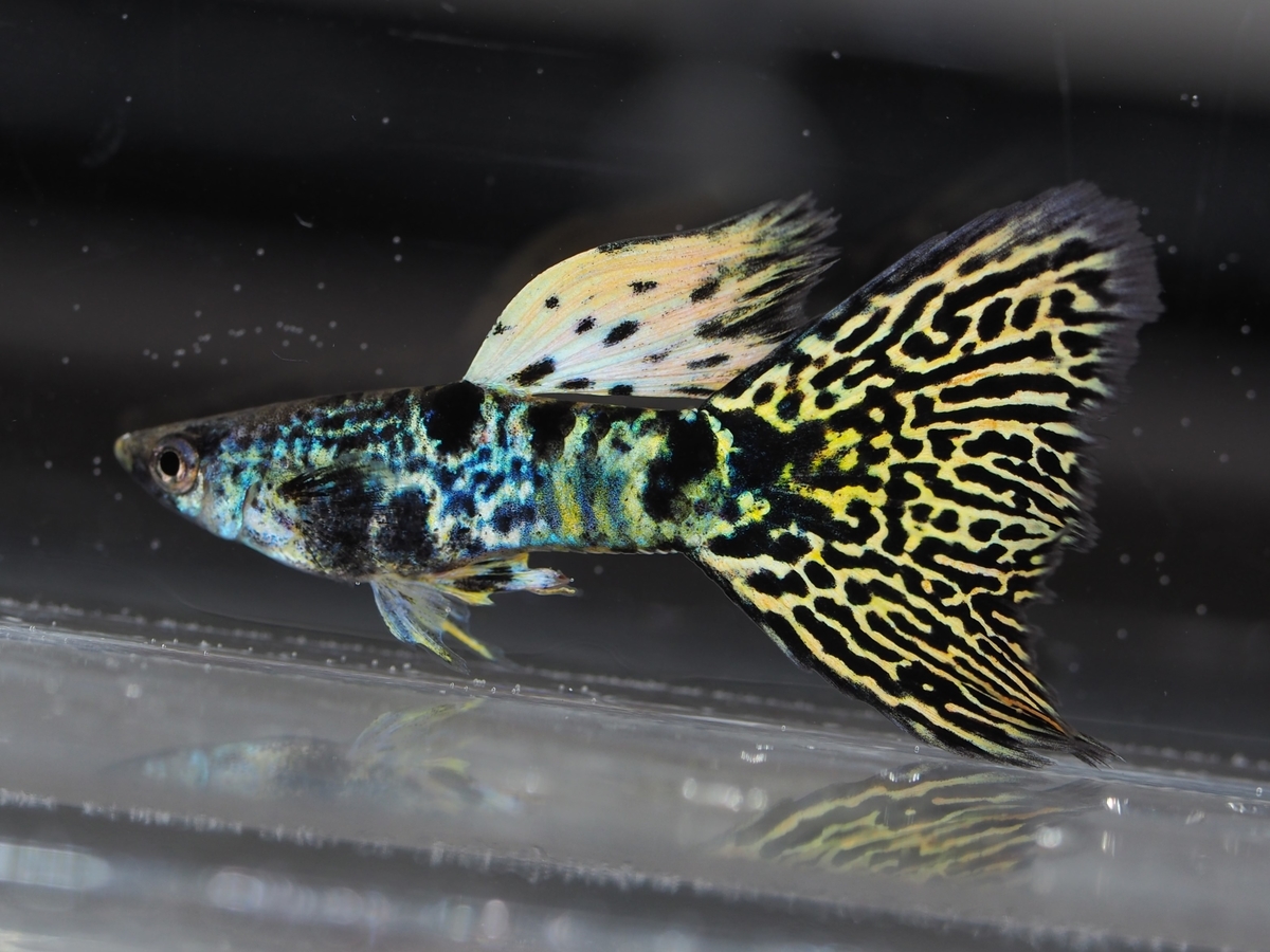 f:id:popopoppun:20210116160843j:plain