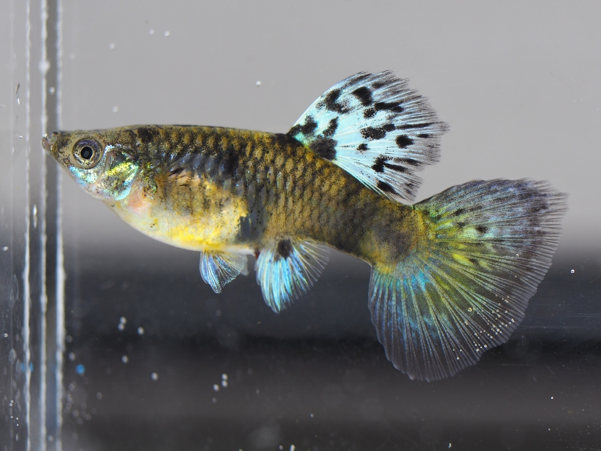 f:id:popopoppun:20210116160844j:plain