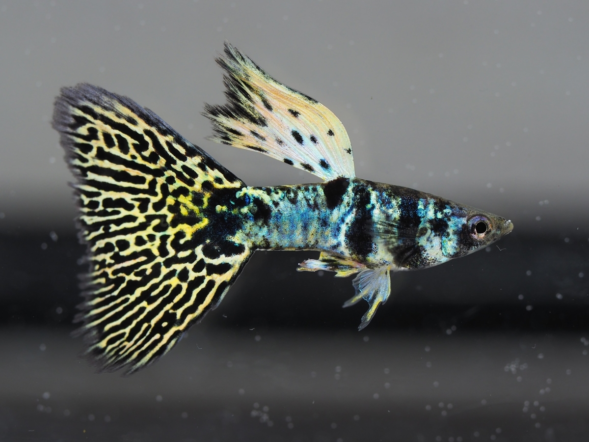 f:id:popopoppun:20210116160849j:plain