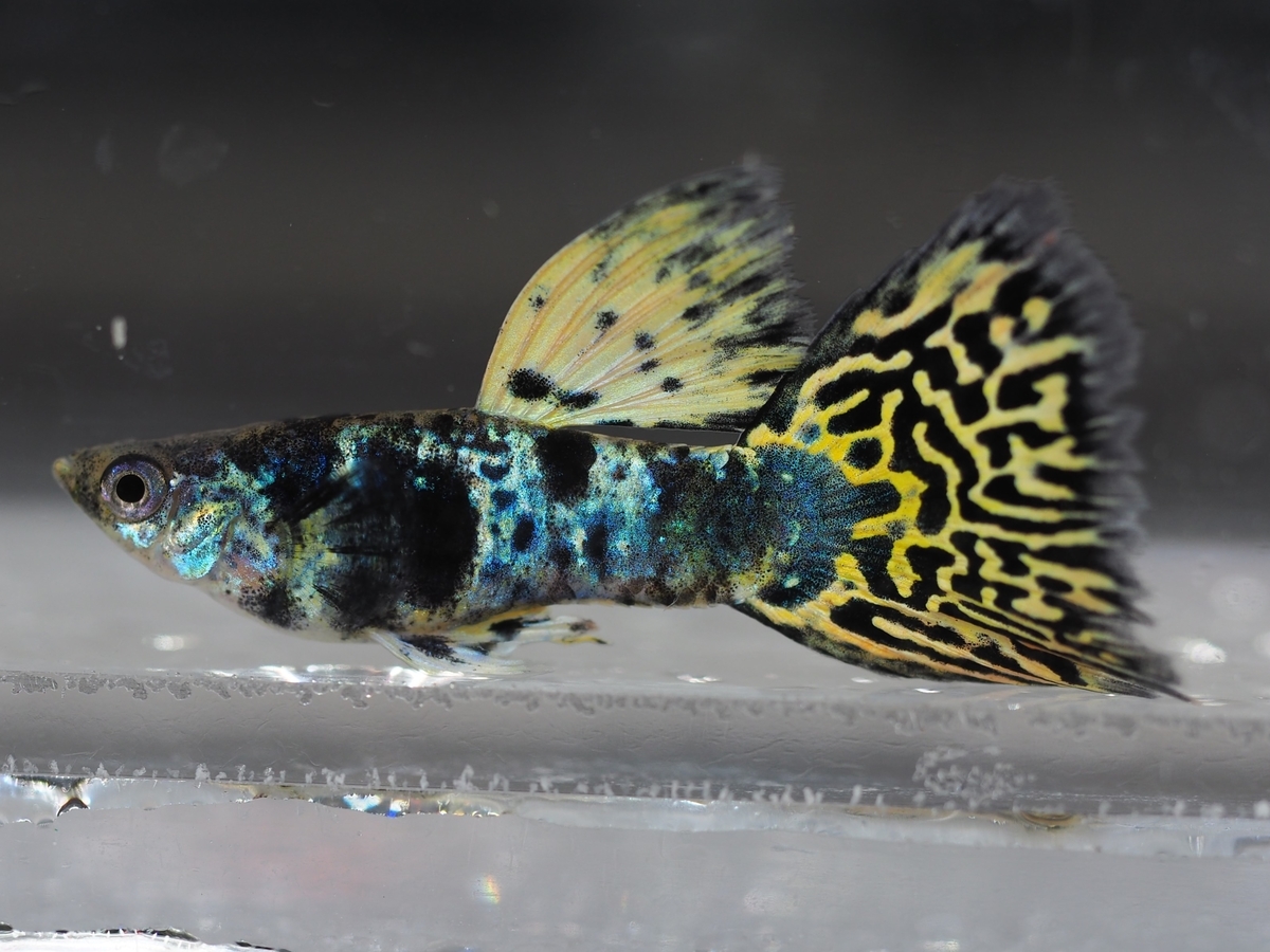 f:id:popopoppun:20210116161024j:plain