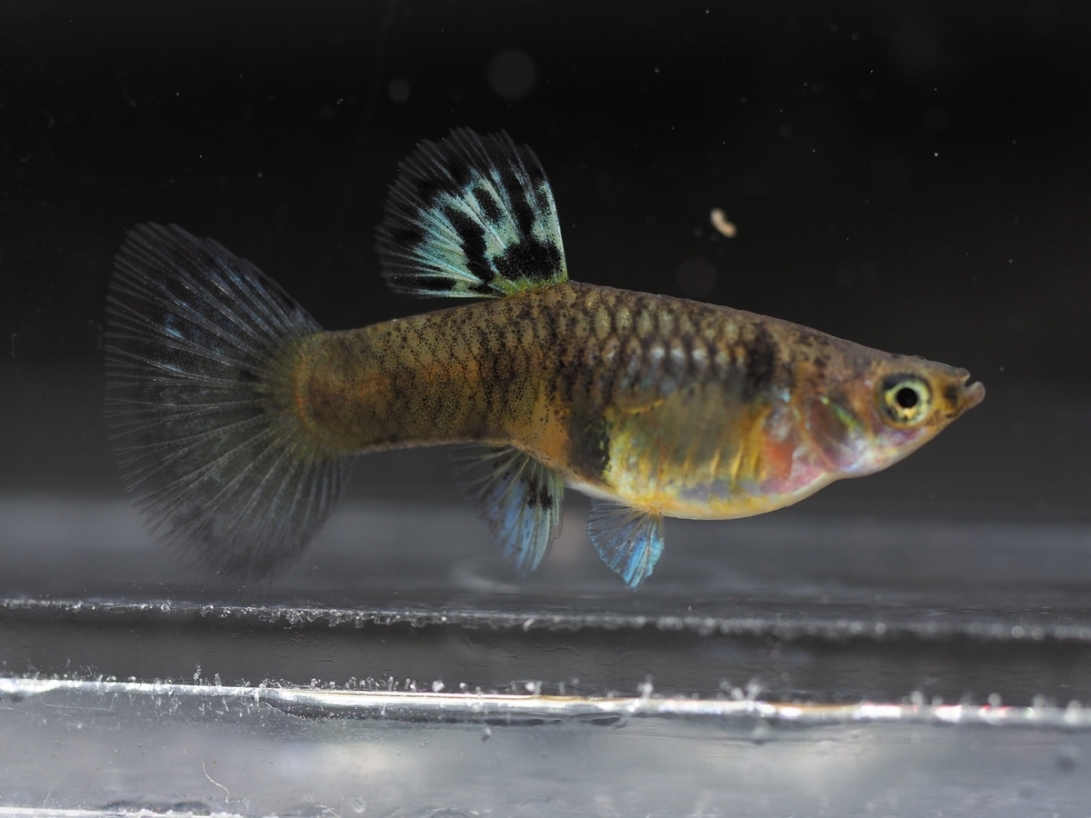 f:id:popopoppun:20210116161108j:plain