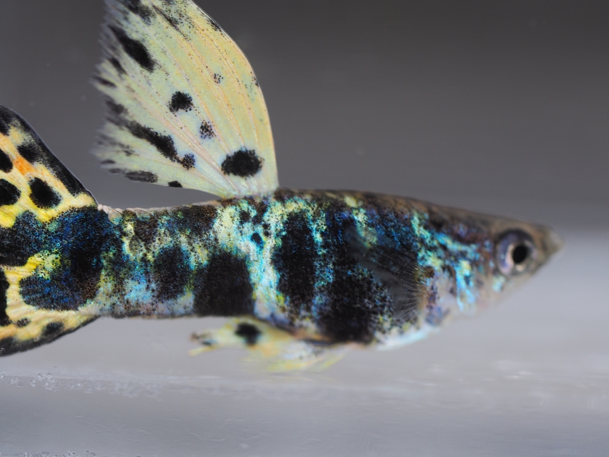 f:id:popopoppun:20210116161124j:plain