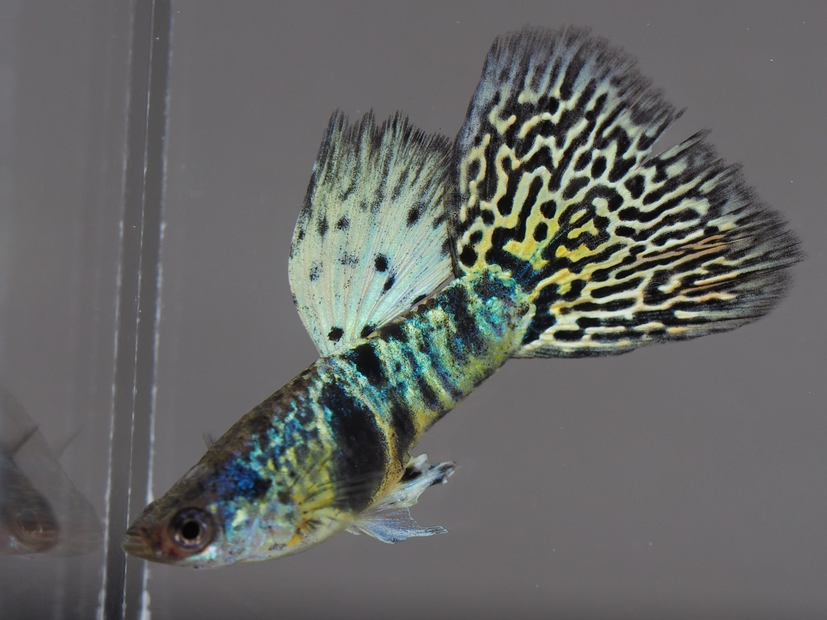 f:id:popopoppun:20210116161222j:plain