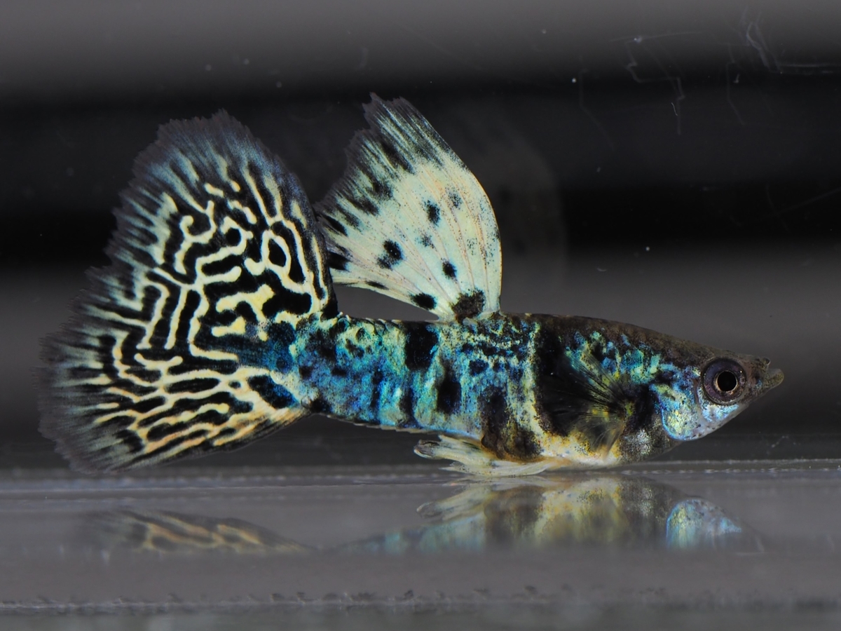 f:id:popopoppun:20210116161231j:plain